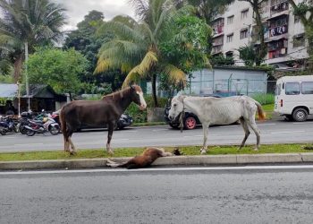 ‘Keluarga’ Kuda Terbiar, Kini Berjaya Diselamatkan