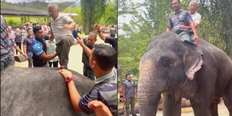 “Kesian Gajah Tu, Mesti Sakit,” – Tular Video Kerabat Raja Seronok Tunggang Gajah