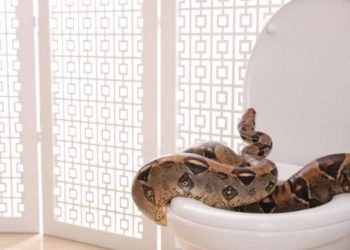 Cara Terbaik Elak Ular Masuk Rumah Korang