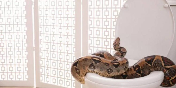 Cara Terbaik Elak Ular Masuk Rumah Korang