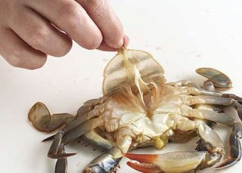 Jangan Buang Tomalley Ketam, Tips Bersihkan Ketam Dengan Betul, Cepat & Mudah