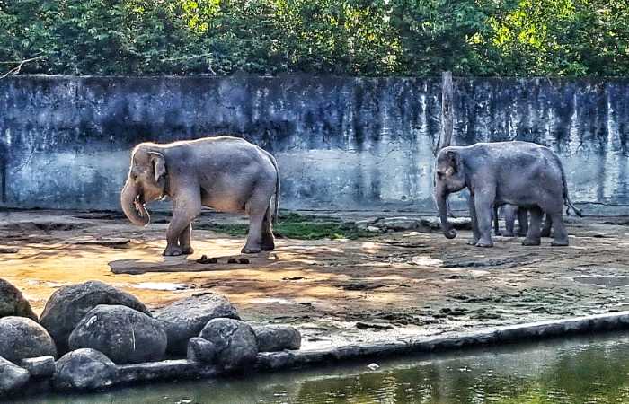 zoo taiping