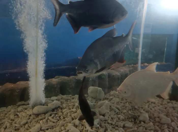 aquarium sungai burung