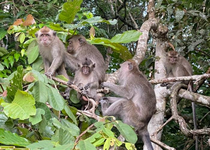 kinabatangan wildlife santuary