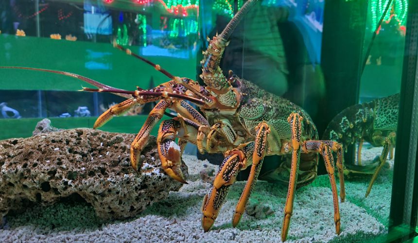 Oceanarium menarik di melaka