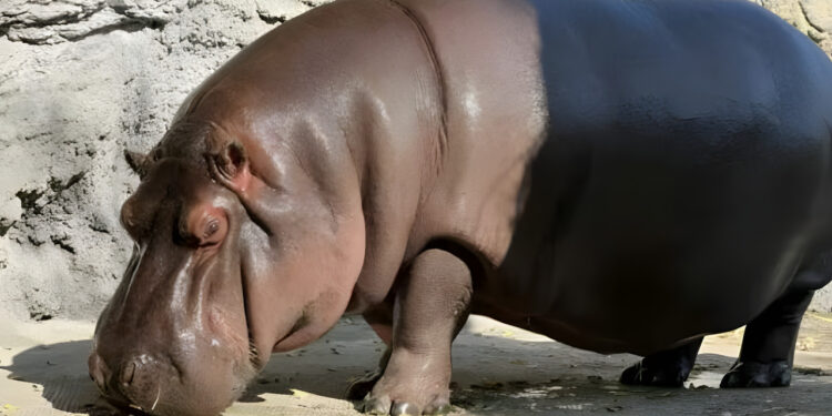 Kisah Menarik Gen-chan: 7 Tahun Disangka Jantan Yang Rupanya Betina!