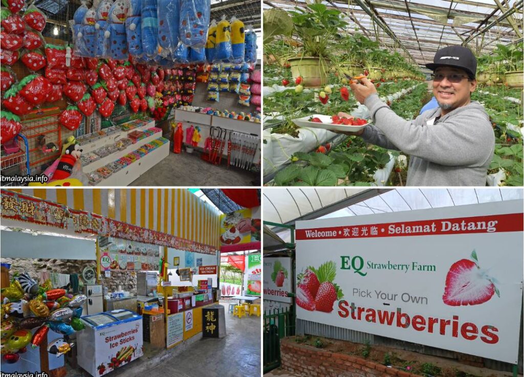 EQ Strawberry Farm