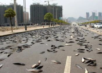 Bagaimana ‘Hujan Ikan’ Turun Dari Langit Boleh Terjadi