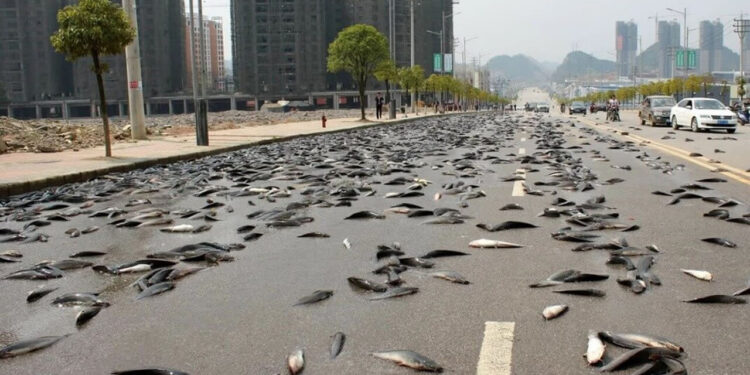 Bagaimana ‘Hujan Ikan’ Turun Dari Langit Boleh Terjadi