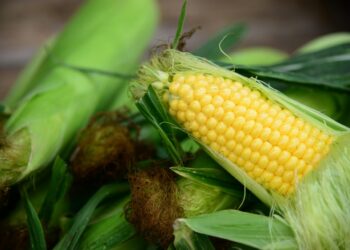 6 Kebaikan Makan Jagung Untuk Kesihatan