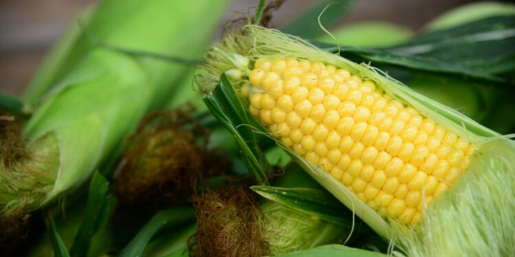 6 Kebaikan Makan Jagung Untuk Kesihatan