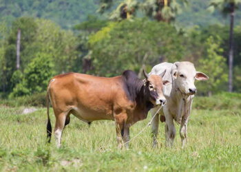 Adakah Haiwan Yang Dimandulkan Boleh Dijadikan Korban?