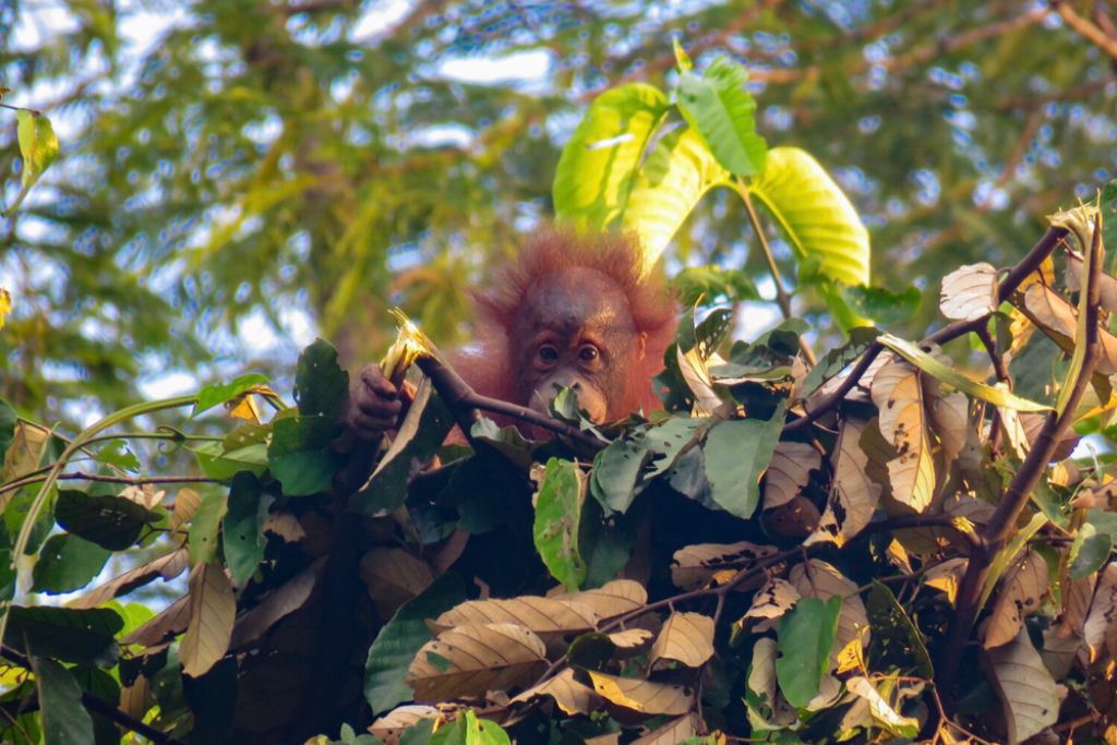 hutan menarik di lahad datu