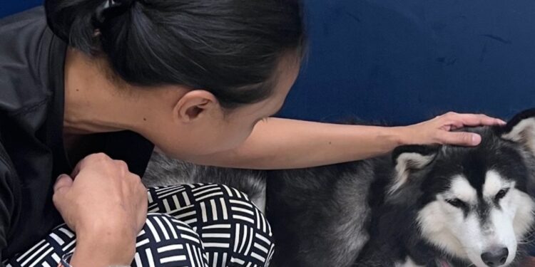 Dipukul Teruk Dengan Owner, Anjing Husky Trauma & Berjaya Diselamatkan