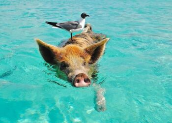 Video Babi Hutan Berenang Curi Perhatian Netizen