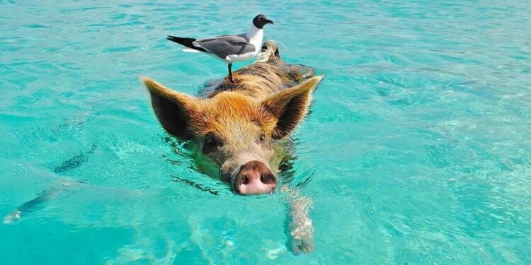 Video Babi Hutan Berenang Curi Perhatian Netizen