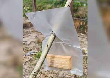 Budak Lelaki 13 Tahun Tak Sedarkan Diri Selepas Makan Biskut Beracun