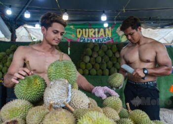 Abang Sado Tarikan Utama Gerai Durian Papa Muda