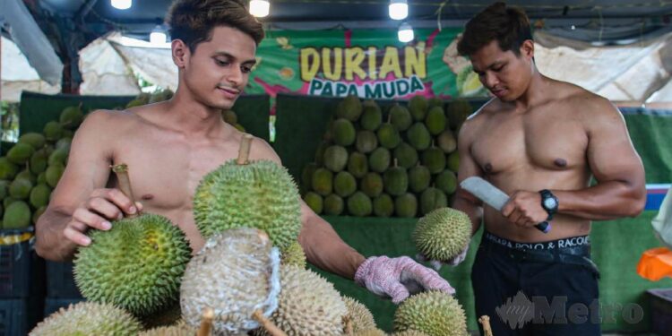 Abang Sado Tarikan Utama Gerai Durian Papa Muda