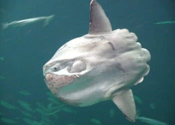 7 Fakta Menarik Tentang Ikan Ocean Sunfish (Ikan Mola-Mola)