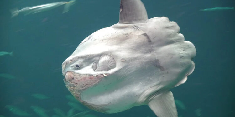 7 Fakta Menarik Tentang Ikan Ocean Sunfish (Ikan Mola-Mola)