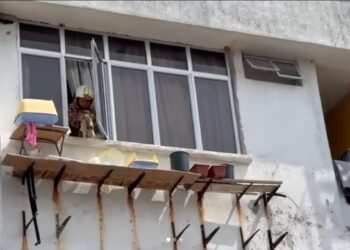 Lagi Sekali Penganiayaan Haiwan, Kucing Belaan Diletak Hanya Atas Para Setinggi 5 Meter