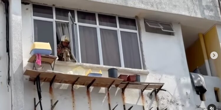 Lagi Sekali Penganiayaan Haiwan, Kucing Belaan Diletak Hanya Atas Para Setinggi 5 Meter