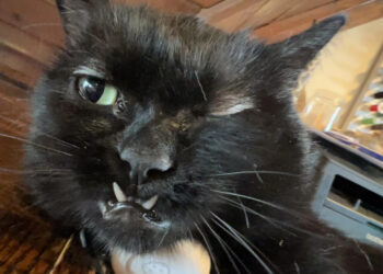 Mimpi Kucing Hitam, Adakah Tanda Membawa Tuah?