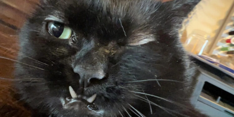 Mimpi Kucing Hitam, Adakah Tanda Membawa Tuah?