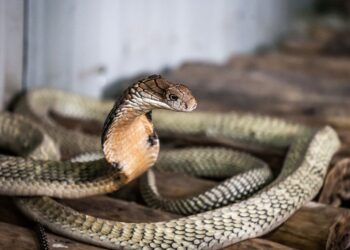Sebab Kenapa Ada Ular Bersarang Dalam Rumah