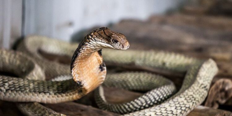 Sebab Kenapa Ada Ular Bersarang Dalam Rumah