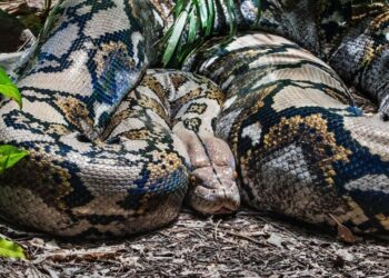 Keluar Nak Beli Ubat Untuk Anak, Wanita Maut Ditelan Ular Sawa