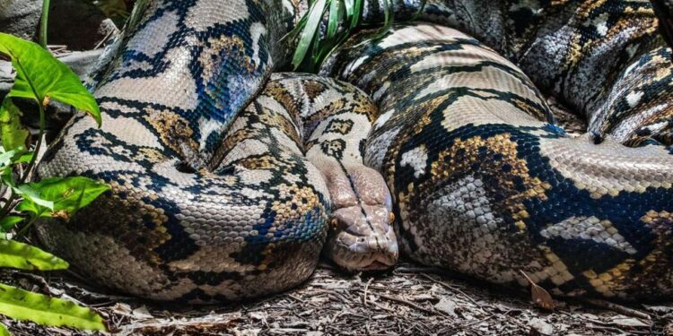 Keluar Nak Beli Ubat Untuk Anak, Wanita Maut Ditelan Ular Sawa