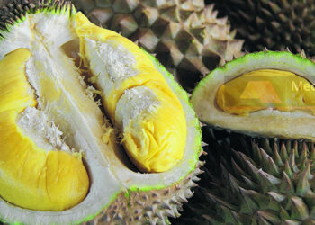 Asal Usul Nama Durian D197: Dari Raja Kunyit Ke Musang King