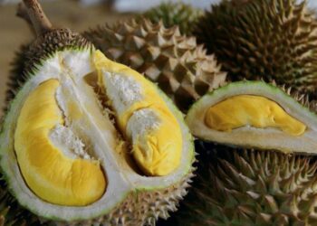 Isi Lemak, Rasa Pahit: Kenali Durian Baharu Tupai King RM1,000 Sebiji Ini!