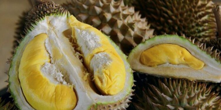 Isi Lemak, Rasa Pahit: Kenali Durian Baharu Tupai King RM1,000 Sebiji Ini!