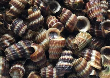 Sukan Sukma Versi Siput: Lumba Siput Sedut Curi Tumpuan Netizen Malaysia!