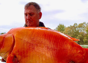 Ikan Emas Terbesar Di Dunia, ‘The Carrot’ Mati Di Usia 20 Tahun