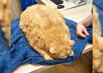 ‘Oyen’ Jadi Tumpuan Netizen – Berat Hampir 20kg Akibat Makan Berlebihan!