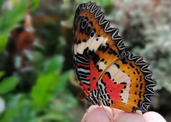 Percutian Bertukar Mimpi Ngeri: Didenda RM861K Sebab Seludup Rama-Rama!