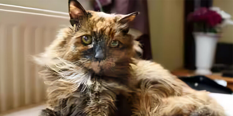 Rosie Kucing Tertua Di Dunia, Mati Pada Usia 33 Tahun