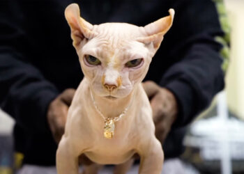 Harga RM11,000! Fikir Dulu Sebelum Beli Kucing Bully!