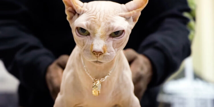 Harga RM11,000! Fikir Dulu Sebelum Beli Kucing Bully!
