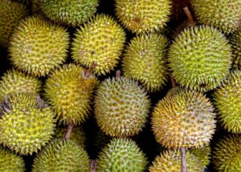Musim Durian Malaysia