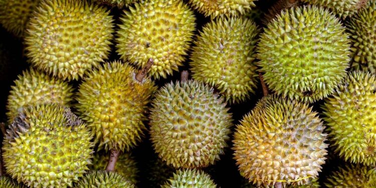Musim Durian Malaysia