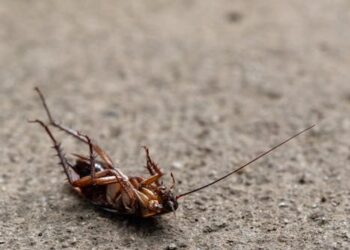 Petua Cara Berkesan Halau Binatang Perosak di Rumah