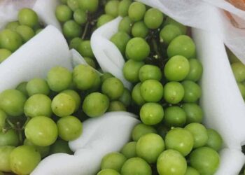 Anggur Muscat: KKM Sahkan Selamat Untuk Dimakan