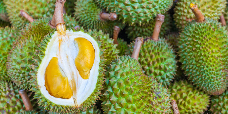 Lambakan Durian: Pusat Pengumpulan Durian di Tangkak, George Town